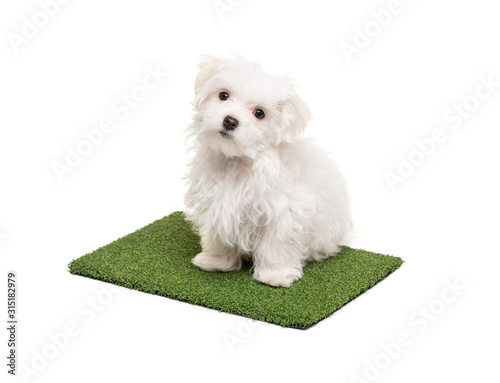 Εκτύπωση καμβά Cute Maltese Puppy Dog Sitting on Section of Artificial Turf Grass On White Back