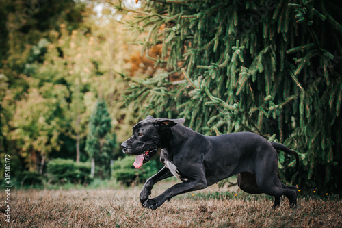 German dogo posing outside in the green park. Beautiful big dog. © Evelina