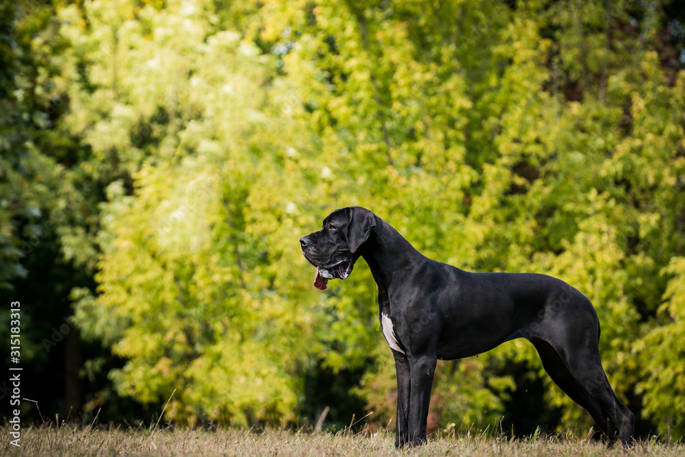 German dogo posing outside in the green park. Beautiful big dog.