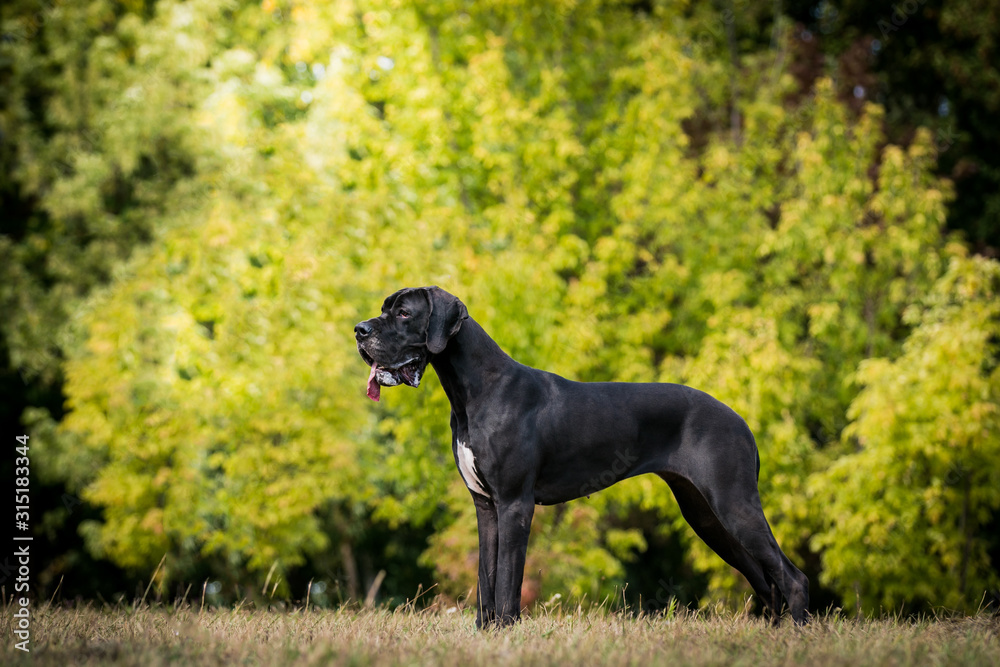 German dogo posing outside in the green park. Beautiful big dog.	