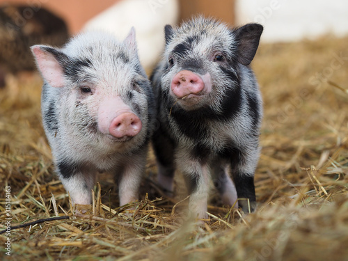Obraz na płótnie Funny little pigs on the farm