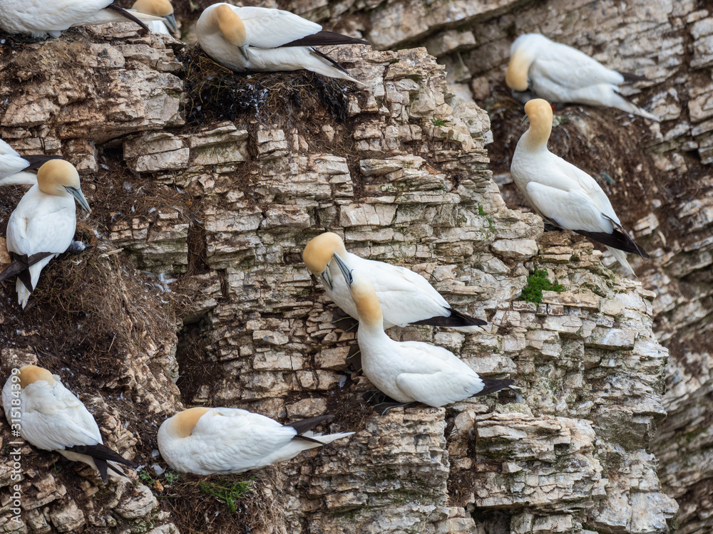 Obraz premium Northern gannets nesting on cliff tops.