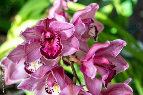 View of several pink orchid flowers, with unfocused green background, inside a greenhouse in Madrid, Spain, Europe. Horizontal