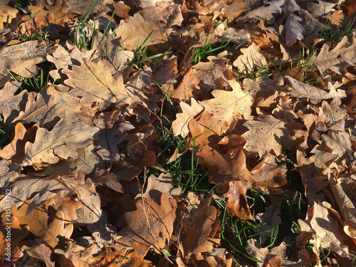 Autumn yellow-orange Oak Leaves on the ground among green grass in the forest in October