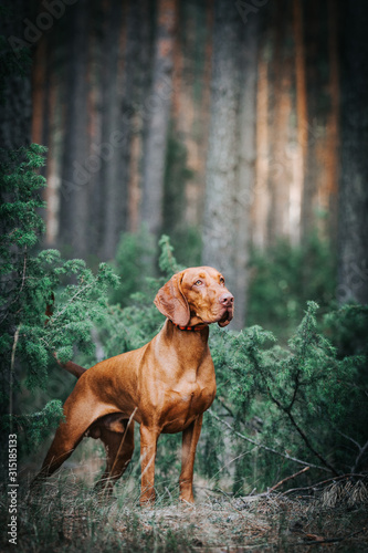 vizla boy posing outside. Vizla dog portrait in green background. Forest around.	