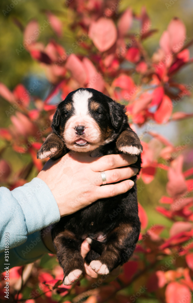 Obraz premium Bernese mountain dog baby in man hands. 2 weeks old puppy in kennel.