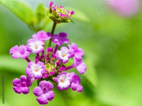 Beautiful nature of tropical flowers  Closeup pink white Lantana Camara  Cloth of Gold  Hedge Flower  Lantana  Weeping Lantana or White Sage in a green outdoor garden with copy space for background