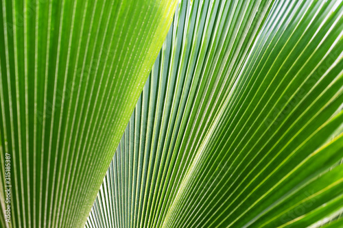 Striped of palm leaf. Abstract green texture.