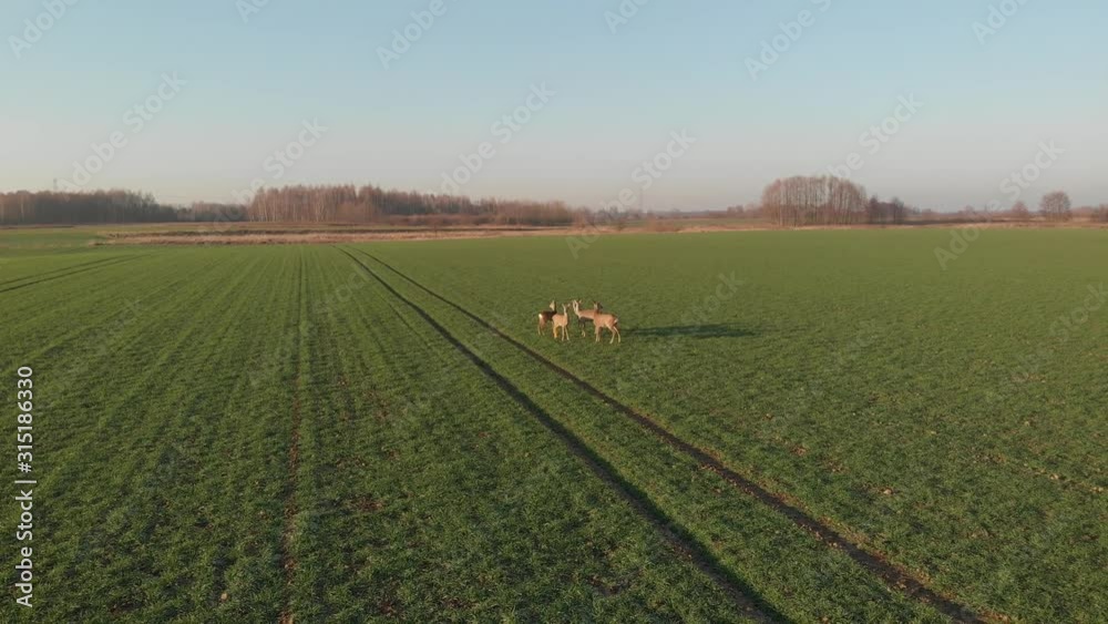 herd of deer in the field in late autumn