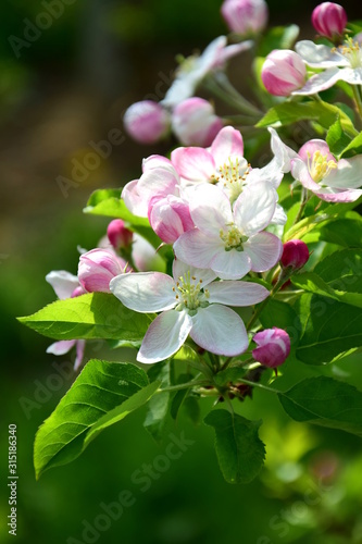 Apfelbaumblüten - Apfelbaum - Blütezeit in Lana in Südtirol