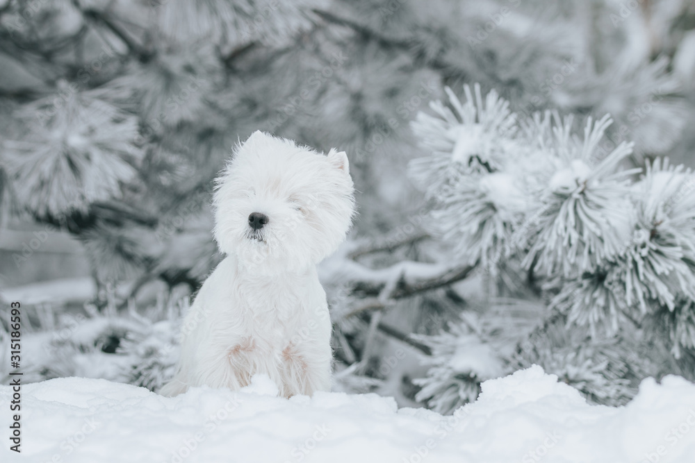 White west terrier dog playing outside in the snow.	