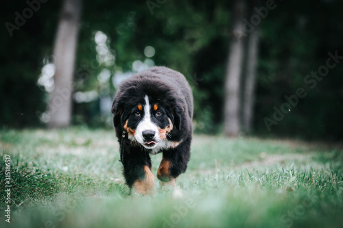 Photos Bernese mountain dog puppy outside