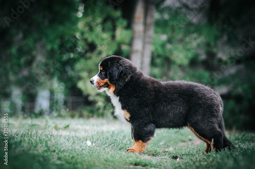 Bernese mountain dog puppy outside. So cute and small bernese puppy.  © Evelina