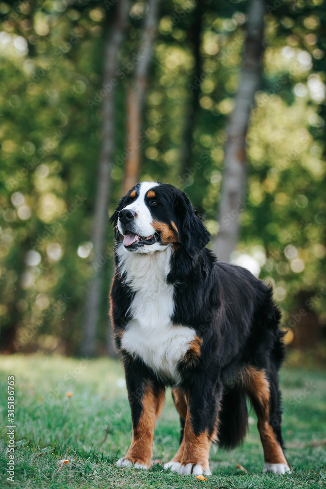Bernese mountain dog portrait. beautiful dog in green park background