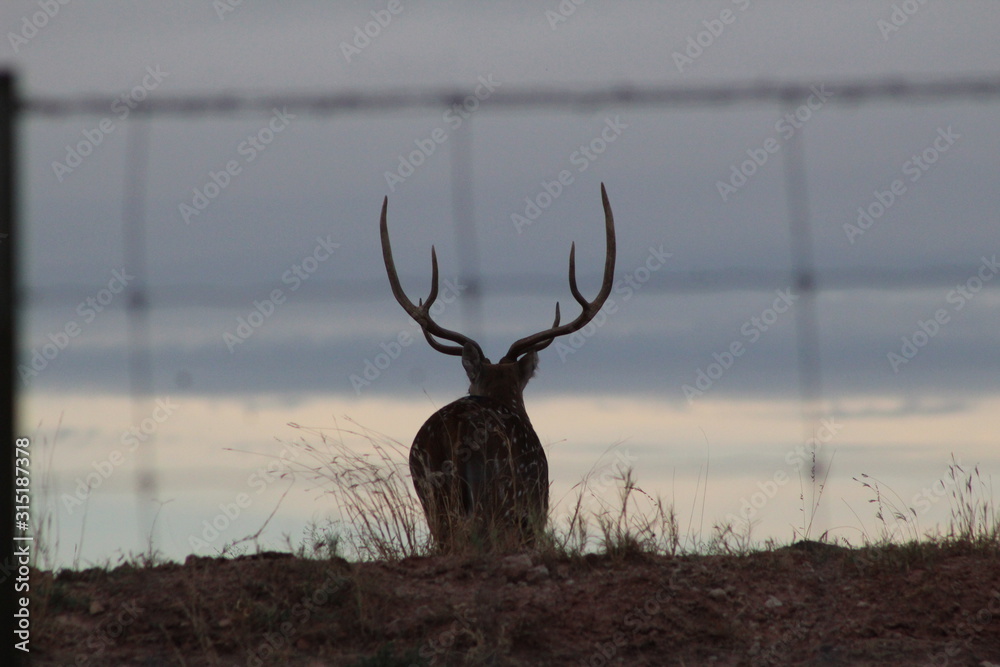 Fototapeta premium Mature Axis Buck Silhouette 