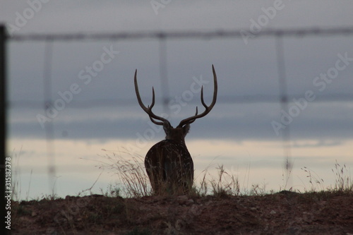 Mature Axis Buck Silhouette 
