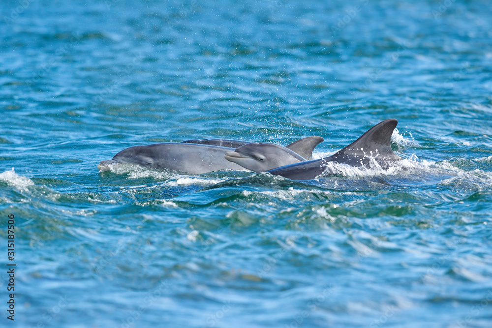 Fototapeta premium Cute baby dolphin