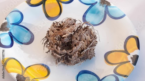 Time-lapse of opening Rose of Jericho in a colorful plate with a little water. Resurrection Plant (Selaginella lepidophylla) photo