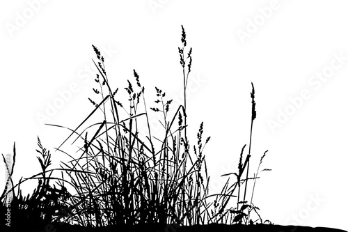 Stampa su tela natural grass silhouettes on a white background (Vector illustration)