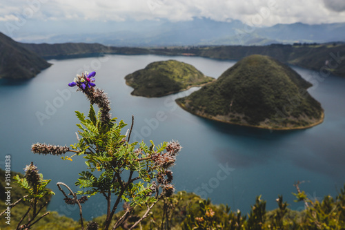 Looking towards the island on famous Lake Cuicocha in Ecuador. Panorama over a blue lake, surrounded with lush greens and white clouds. Flower in the foreground.