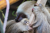 Baby Three Finger Sloth (Bradypus Variegatus) in Sloth Sanctuary, Limon Costa Rica