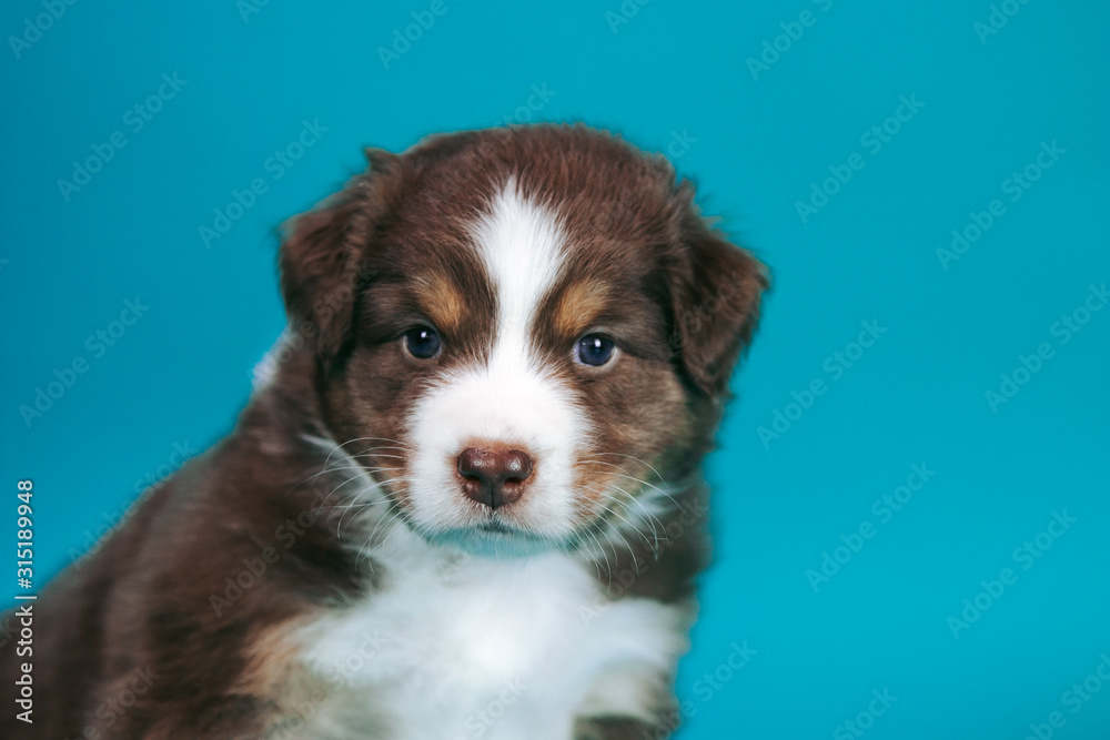 Australian shepherd puppy posing in the studio. Beautiful young aussie baby in blue background.