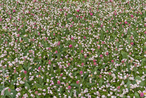 Field of white and pink tulips in Netherlands  Keukenhof. Flowers cultivars Spring natural landscape