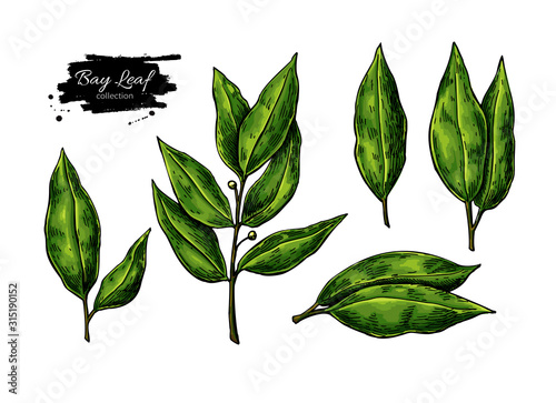 Bay leaf vector hand drawn illustration set. Isolated spice object. Seasoning laurel leaves