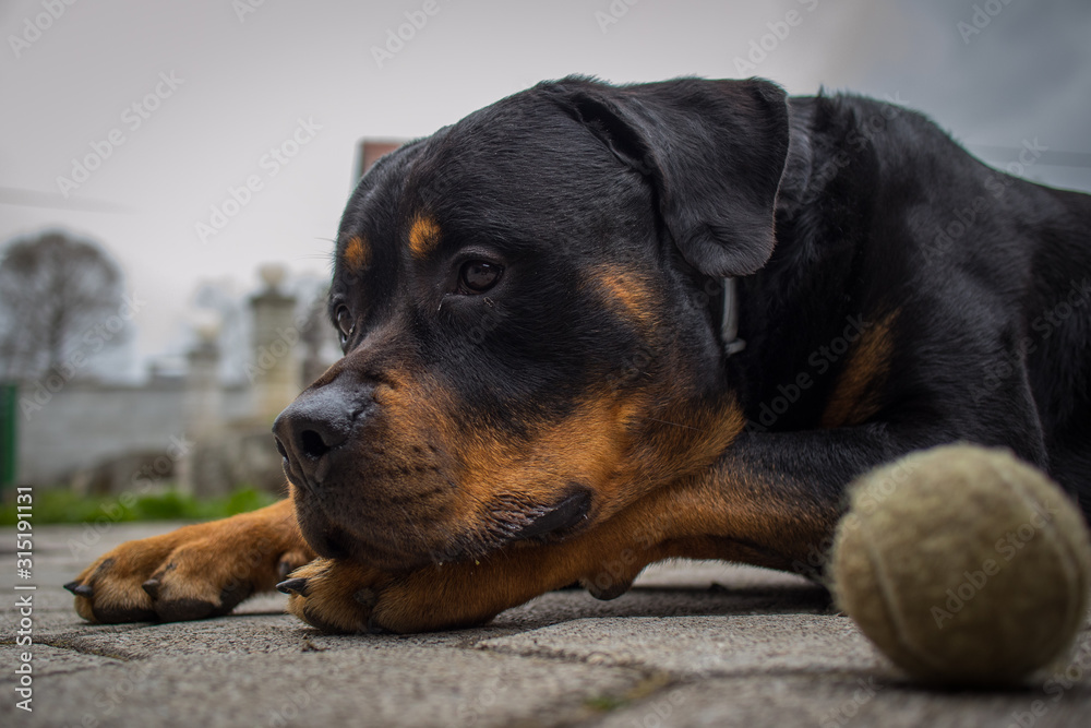 Cute black and brown Rottweiler dog is lying on the tiled concrete floor with a sad expression on his face. A tennis ball is lying next to the dog.