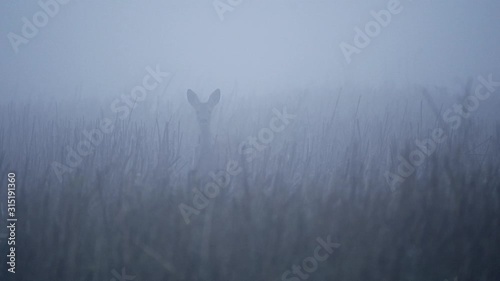 Single Fallow Deer (Dama dama) in morning mist. Deer in the nature habitat. photo
