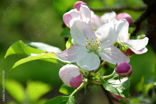 Apfelbaum Blüten - Apfelbaumblüte in Südtirol