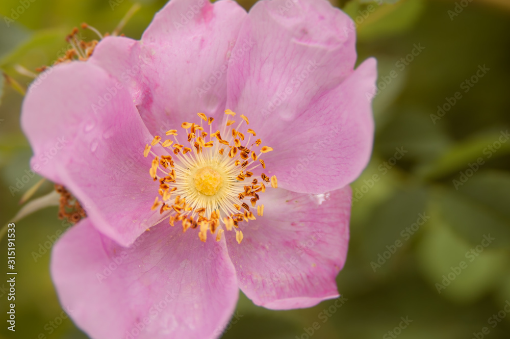 Cultivated pink Wild Bush Rose flower and green foliage in domestic garden Cultivated pink Wild Bush Rose flower and green foliage in domestic garden