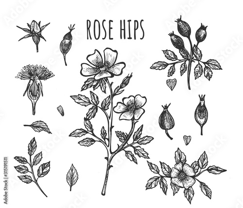 Fresh wild rose hip botanical set