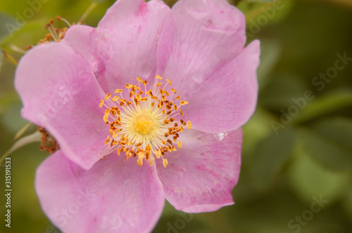 Cultivated pink Wild Bush Rose flower and green foliage in domestic garden