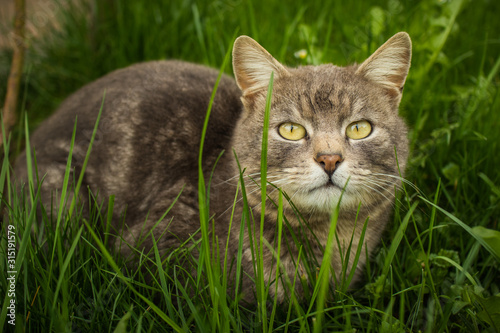 A grey cat is standing in front of a wooden play house and looking up. Grey cat in the garden