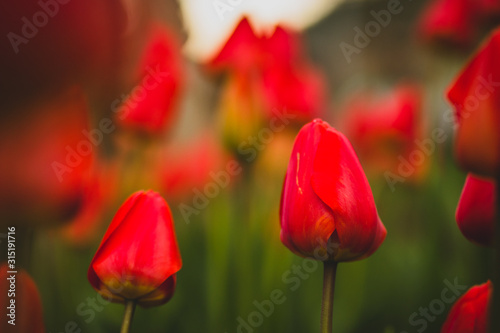 Red closed tulips on in a home garden. One of the tulips is in focus, others in strong blur.