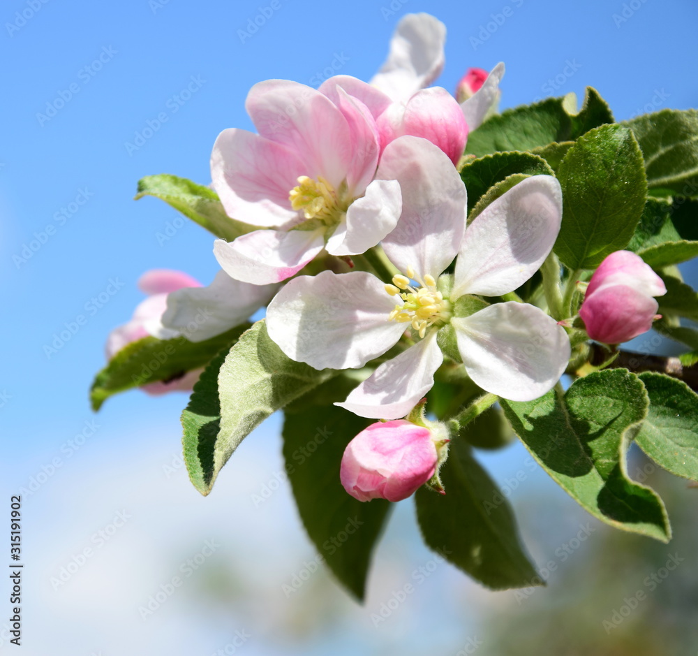 Obraz premium Apfelbaumblüten - Apfelbaum - Blütezeit in Lana in Südtirol