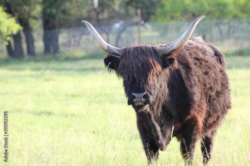 Black Scottish Highland Cow