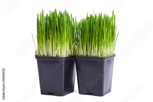 Sprouted wheat grass