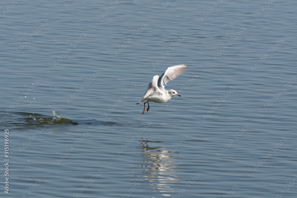 A black-headed gull taking off from a pond