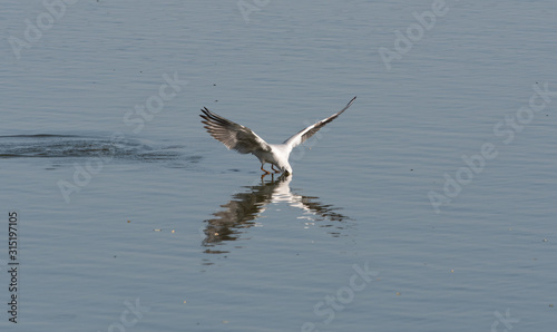 A black-headed gull diving to catch fish