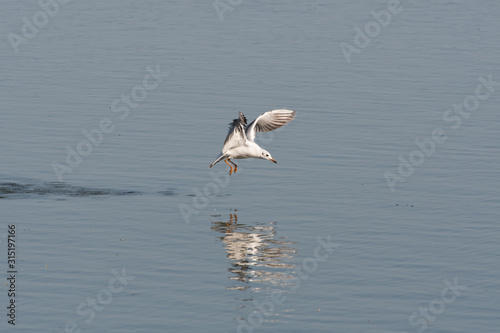 A black-headed gull floating over a pond