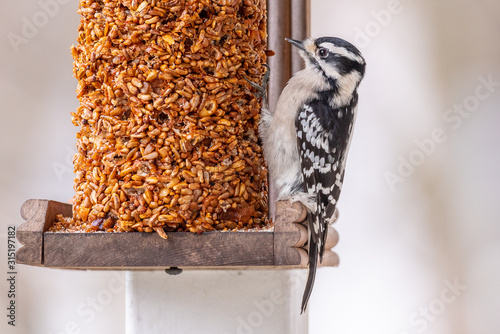 Black and white downy woodpecker on bird feeder photo