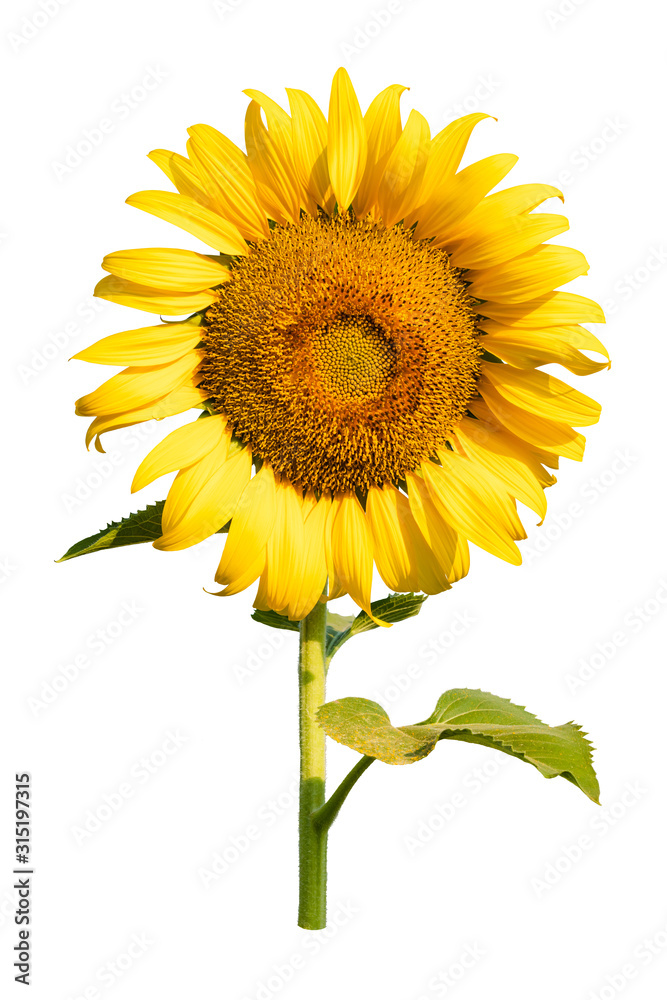 Obraz premium Sunflower flower isoleated on white background.