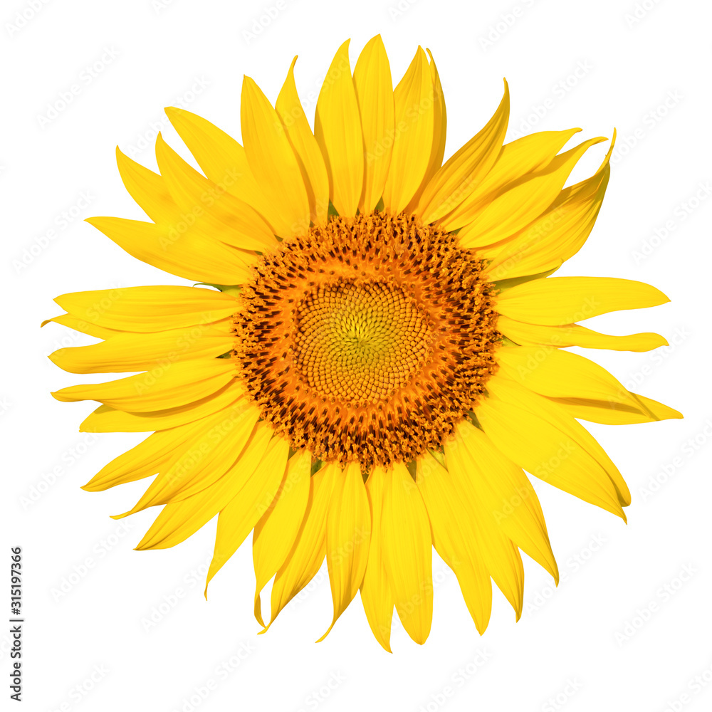 Naklejka premium Sunflower flower isoleated on white background.Object clipping path.