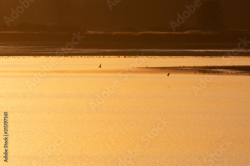 A golden sunset over a pond in Milicz area