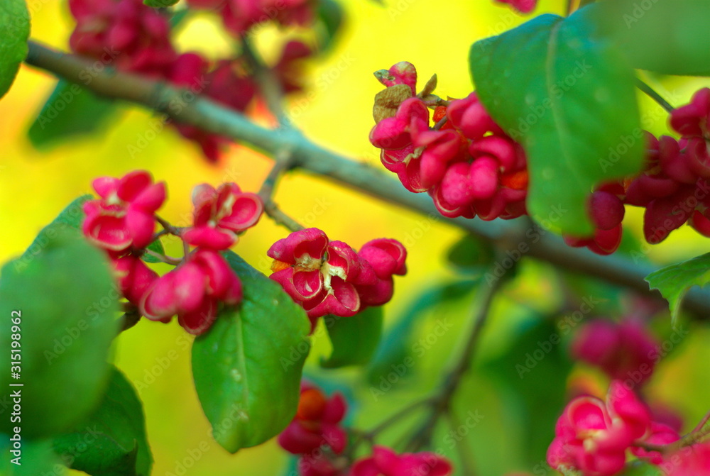 close-up photo of Euonymus branch with berries close-up photo of Euonymus branch with berries