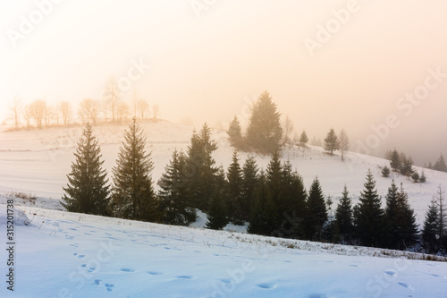 mountainous countryside in fog. glowing winter mist at sunrise. spruce trees on the snow covered meadow. mysterious scenery. bad weather concept © Pellinni