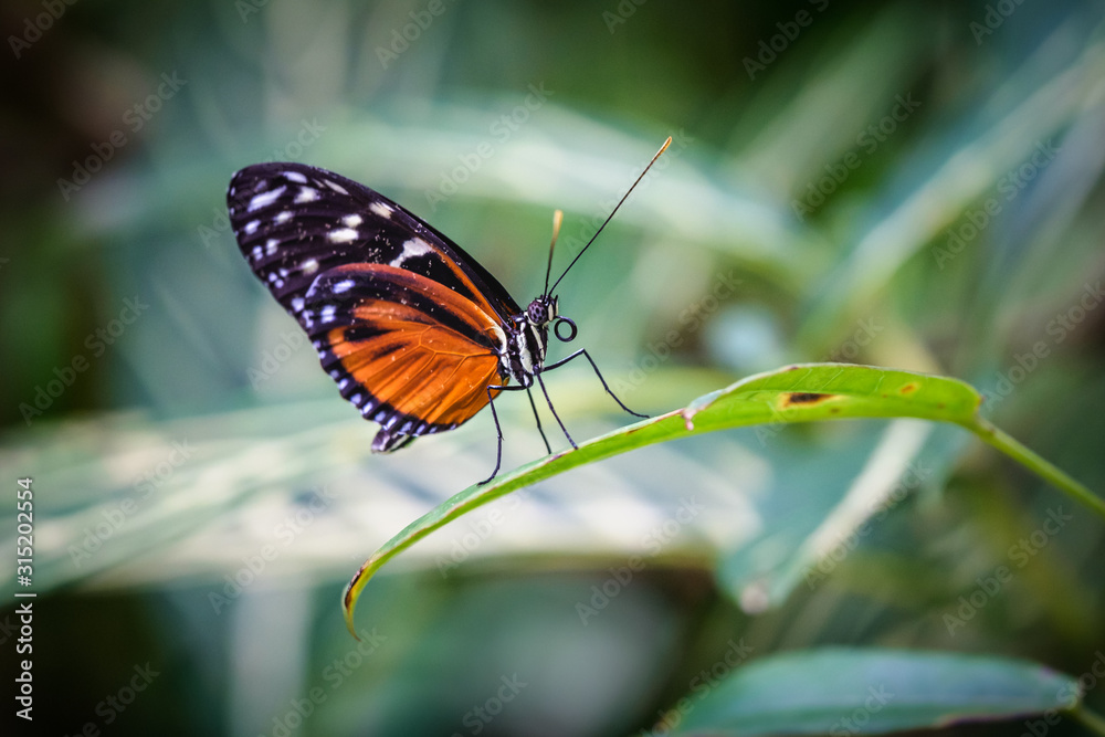 Tiger Longwing butterfly on a plant leaf. Tiger Longwing butterfly on a plant leaf.