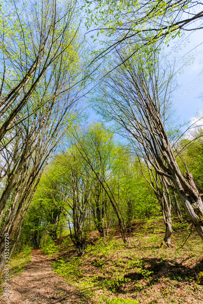footpath through forest in spring. sunny weather. trees in vivid green leaves. footpath through forest in spring. sunny weather. trees in vivid green leaves.